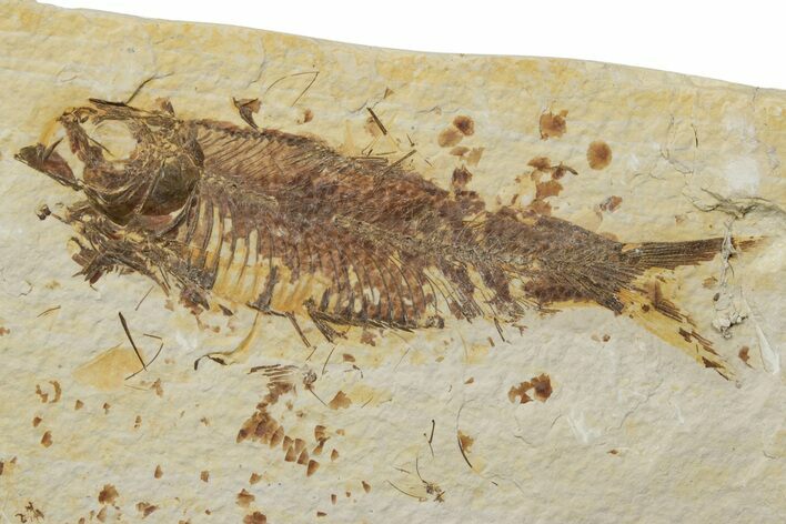 Fossil Fish (Knightia) - Green River Formation #237200